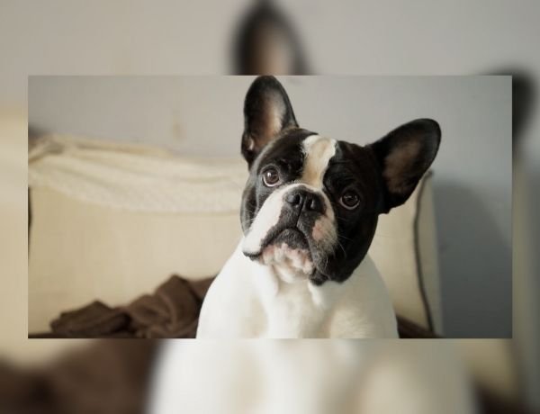 Dog Bites and Homeowners Insurance